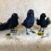 Three bird rebels, Tempest, Magenta Moon, and Wispy